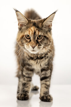 Tortoiseshell Maine Coon cat posing on a reflective surface isolated on white background