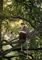 Red-shanked douc langur perched on a branch with long tail hanging, green rainforest © ZCS