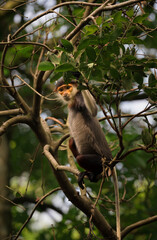 Red-shanked douc langur climbing in a leafy tree, looking out from the canopy © ZCS