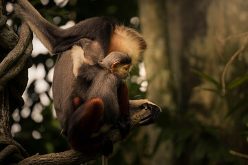 Red-shanked douc langur mother holding her baby in warm forest light © ZCS