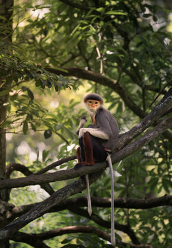 Red-shanked douc langur perched on a branch with long tail hanging, green rainforest