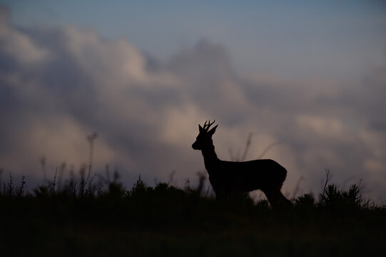 Roe deer buck silhouetted on a hilltop under a dramatic cloudy sky
