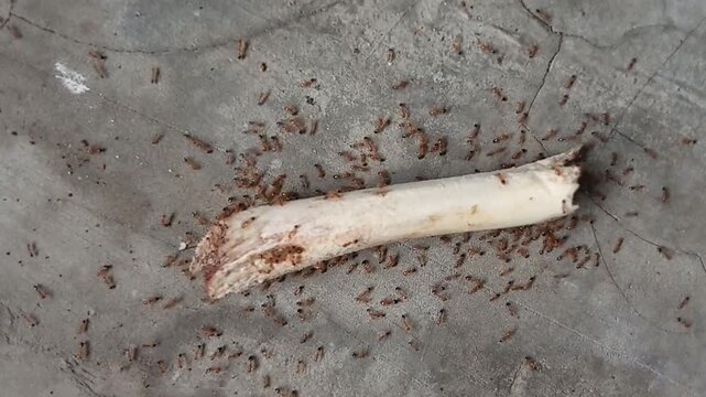 A colony of red ants swarming and feeding on leftover chicken bone on cracked concrete floor. Top down static shot of many small ants crawling around white chicken bone. Natural insect teamwork behavi