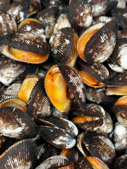 Close-up of wet striped clam shells with open orange flesh, seafood background. © Nikolai