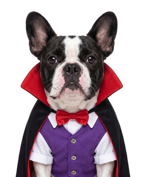 French Bulldog wearing vampire costume for Halloween