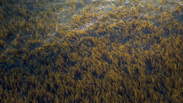 Aerial view of dense seaweed beds floating in clear water with gentle ripples and natural light in Bajawa, Nusa Tenggara Timur, Indonesia.