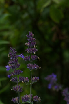 Blooming Catmint (Nepeta faassenii) Flowers with Purple Spikes in Garden, Perennial Medicinal Herb Plant for Natural Background