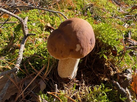 Cep Porcini Mushroom in Forest, Edible Boletus reticulatus Growing on Forest Floor, King Bolete Nature Wildlife Photography