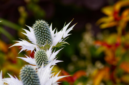 Silvery Sea Holly (Eryngium giganteum) Flower Heads Blooming Against Colorful Blurred Garden Foliage, Miss Willmott's Ghost Floral Closeup