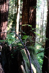 Fototapeta premium Mossy Stump Between Redwood Trunks