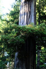 Fototapeta premium Giant Redwood Trunk with Foliage