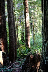 Fototapeta premium Forest with a Stump in the Foreground