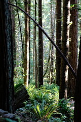 Fototapeta premium Forest with a Diagonal Branch and Ferns