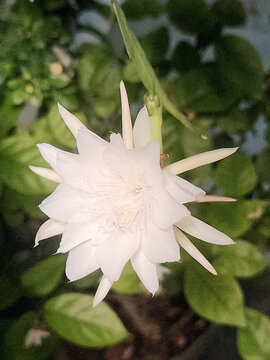 Beautiful white orchid cactus flower isolated with soft garden background, showing natural elegance for gardening articles, botanical websites, lifestyle content, and floral designs.