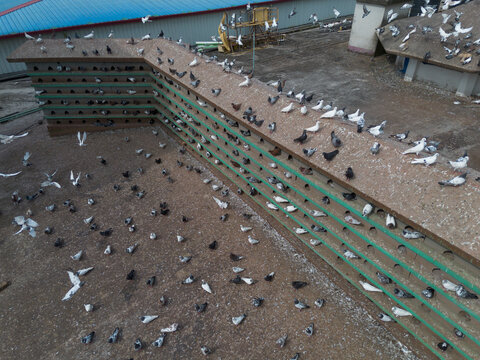 Aerial view of a large pigeon loft with numerous pigeons perched on the roof and gathered on the ground in Narayanganj, Dhaka, Bangladesh.