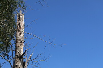 Obraz premium Dead tree trunk standing against clear blue sky, minimalist nature and environment concept