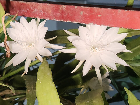 Two white flowers blooming together on green cactus plant. Represents harmony, natural growth, and tropical garden beauty for botanical and decorative concepts.