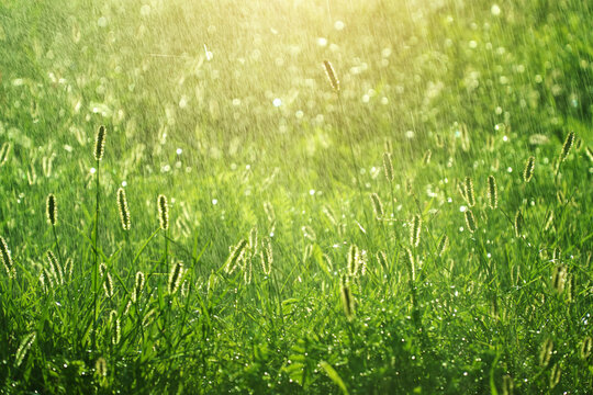 Green grass lawn field with spikelets at summer rain under warm morning sunshine light. Wet fresh drops and backround scene.