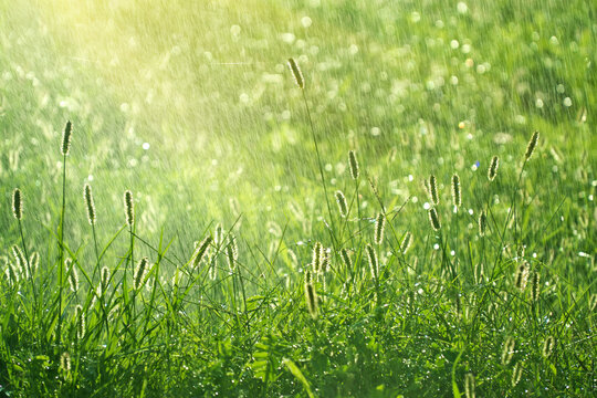 Green grass lawn field with spikelets at summer rain under warm morning sunshine light. Wet fresh drops and backround scene.