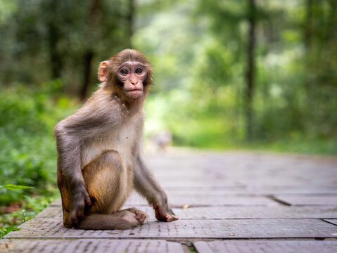 Juvenile macaque sitting on a wooden forest path