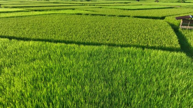 Aerial view captures vibrant rice fields with narrow earthen paths between plots, illustrating rural farming practices, land management, healthy vegetation, and agricultural landscapes. Nan, Thailand.