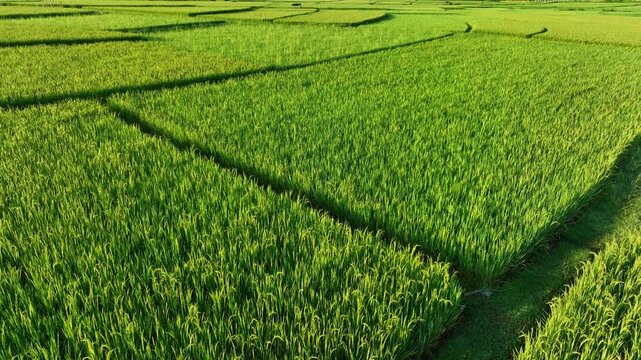 Aerial view captures dense green rice plants growing in neatly divided paddies, highlighting crop development, fertile farmland, sustainable agriculture, and food production. Nan Province, Thailand.

