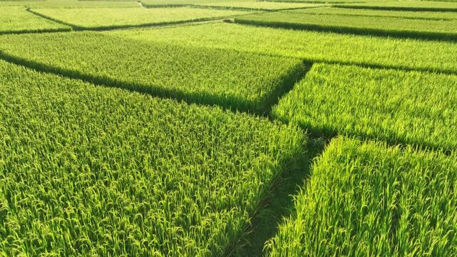 Aerial view captures lush green rice fields illuminated by warm sunlight, showcasing healthy crops, narrow field boundaries, agricultural productivity, and traditional rice farming. Nan, Thailand. 4k.