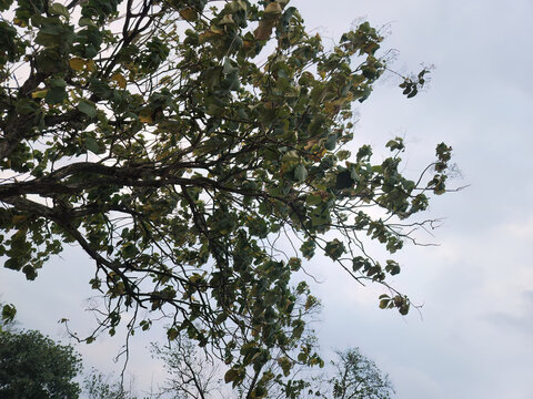 Natural tropical tree branches with green foliage under daylight, showing organic growth patterns, broad leaves, and botanical scenery suitable for nature backgrounds and environmental concepts.