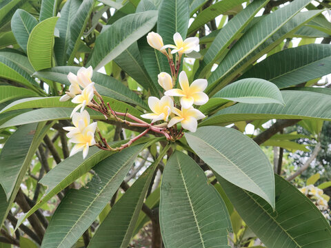 Close view of blooming white and yellow frangipani flowers surrounded by green leaves, representing tropical beauty, botanical decoration, and natural floral resources.
