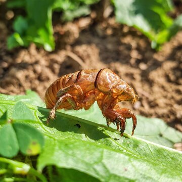 A detailed image of a vibrant brown cicada shell resting on a green leaf, set against a natural garden backdrop with soil and foliage.