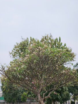 Full view of flowering frangipani tree with wide branches and tropical foliage, suitable for landscape, gardening, architecture, and nature concepts.