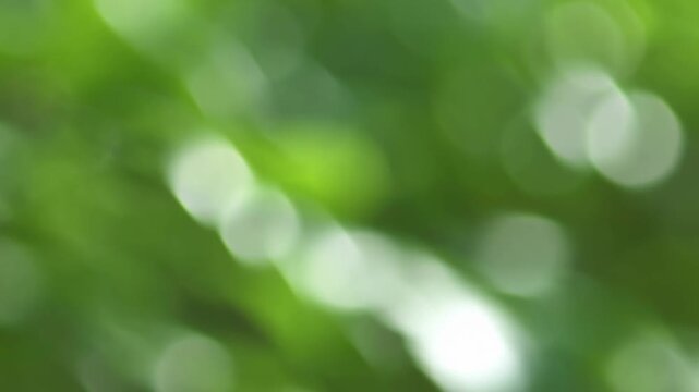 Soft green bokeh foliage shifts gently in a defocused natural setting. Wellness media, spa advertising, and environmental presentations.