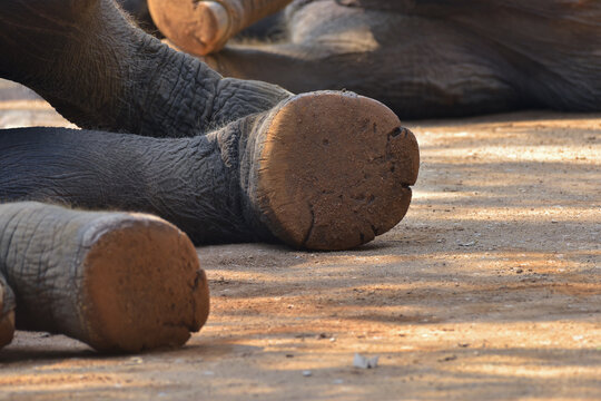 The skin texture on the sole of an elephant's foot