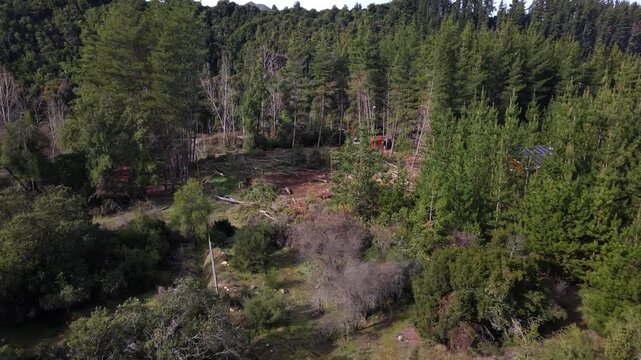 Forward flight entering a dense pine forest past a cleared patch with felled logs and a wooden fence line beside tall pine trees