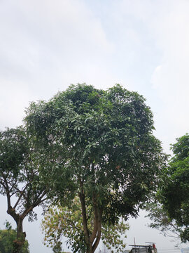 Healthy mango tree growing outdoors with green fruits and dense foliage, representing tropical agriculture, fruit cultivation, farming environment, and natural vegetation.