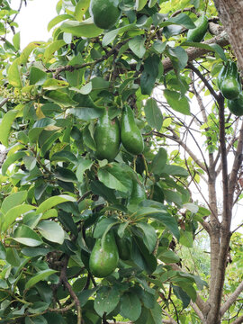 Productive avocado tree filled with green fruits and dense foliage in a tropical garden. Suitable for agriculture, farming, plantation, sustainability, and natural food marketing.