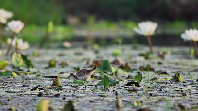 Soft natural lighting illuminates a non-breeding Pheasant-tailed Jacana stepping across green lily pads, displaying natural hunting behavior in its natural sanctuary.