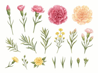 Obraz premium Watercolor Carnations and Floral Botanical Vector Illustration