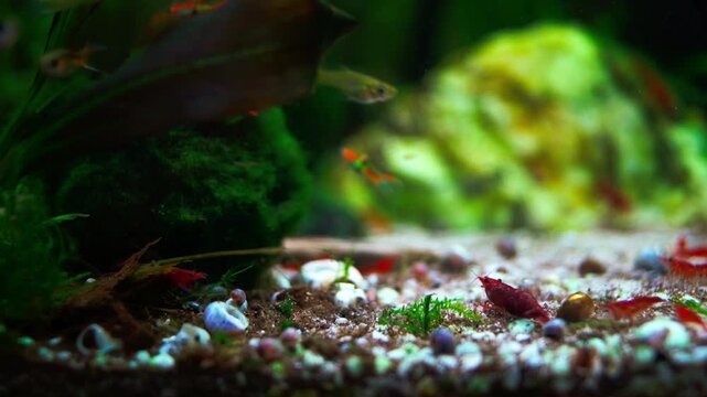 Endler fish swimming past a red Neocaridina shrimp in a planted aquarium