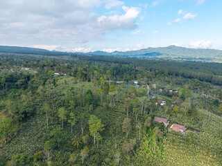 Aerial view of lush green forest with distant mountains. Clouds drift above dense tree canopy at Pronojiwo, Lumajang © Cloudyew