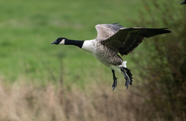 Canada Goose © Gary