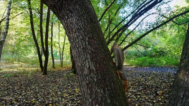 Red squirrel climbs down a thick tree trunk in a sunny green woodland with fallen leaves.
