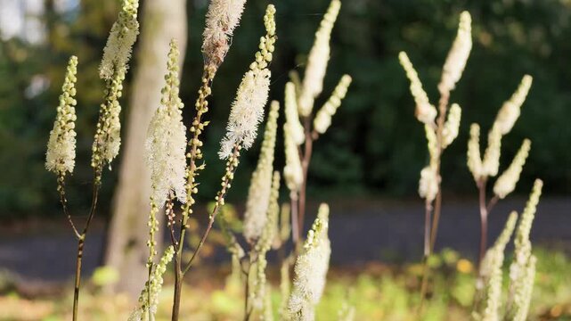 White actaea flower spikes with green buds sway in warm sunlight in a park in autumn.