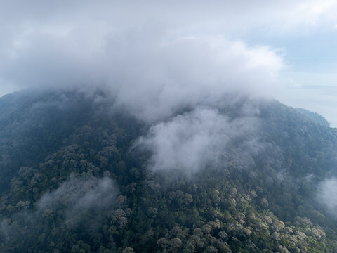 Misty clouds drift over lush green forest canopy. Tree tops peek through fog in misty mountain valley at Teluk Bahang
