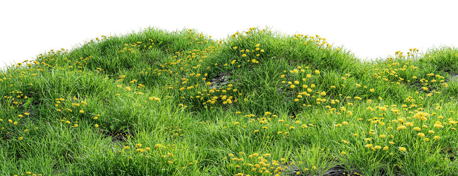 Green grass hill with blooming yellow dandelions isolated on transparent background.