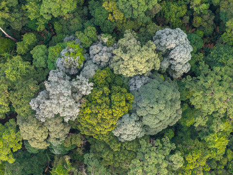 Aerial view of dense forest canopy from above. Trees display varied green tones and textures. Some branches are pale
