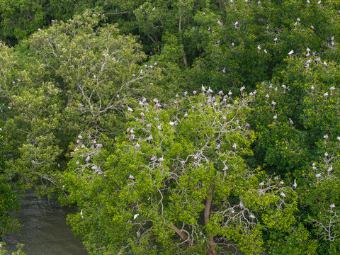 A large colony of Asian openbill storks perched throughout dense waterside trees beside calm wetland water.