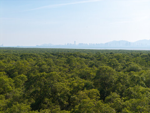 Lush mangrove forest stretches to distant shoreline. Sky glows soft blue, calm and clear