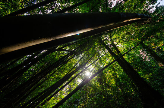 Dense bamboo forest bathes in golden sunlight. Vertical stalks frame a serene, natural canopy