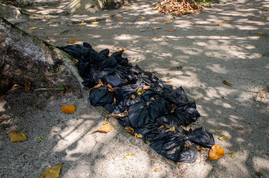 Black plastic bags lie tangled on sandy ground. Dappled sunlight filters through overhead leaves